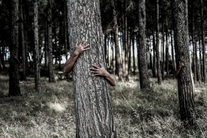 Arbre et énergie